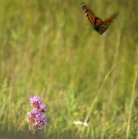 Monarch butterfly: in flight