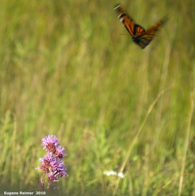 IMG 2010-Jul18 at Winnipeg:  Monarch butterfly (Danaus plexippus) in flight