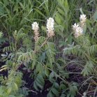 Canadian milkvetch=Astragalus canadensis: