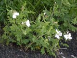 Low prairie-rose white form:
