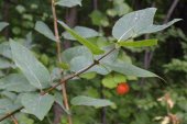 Tartarian honeysuckle=Lonicera tartarian: foliage and fruit