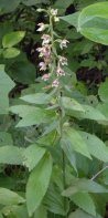 Broad-leaved helleborine=Epipactis helleborine: plant with flowers