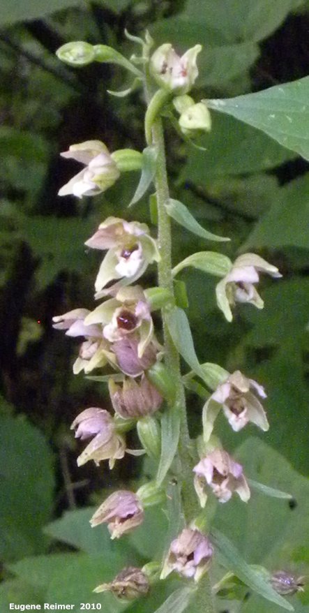 IMG 2010-Aug06 at St-Vital Park:&nbsp; Broad-leaved helleborine (Epipactis helleborine) flowers