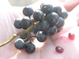 Wild grape=Vitis riparia: fruit and seeds