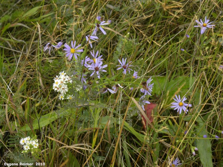 IMG 2010-Aug30 at Winnipeg:&nbsp; Smooth aster (Symphyotrichum laeve) + Many-flowered aster (Symphyotrichum ericoides)
