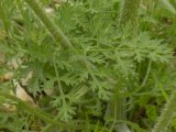 Queen-Anne's-lace=Daucus carota: foliage