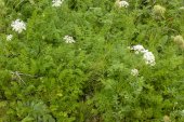 Queen-Anne's-lace=Daucus carota: forming ground-cover