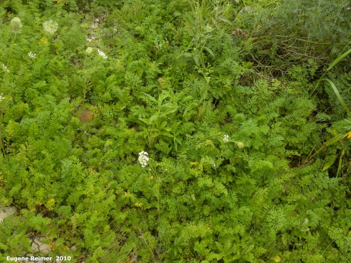 IMG 2010-Aug30 at Winnipeg:&nbsp; Queen-Annes-lace (Daucus carota) forming ground-cover