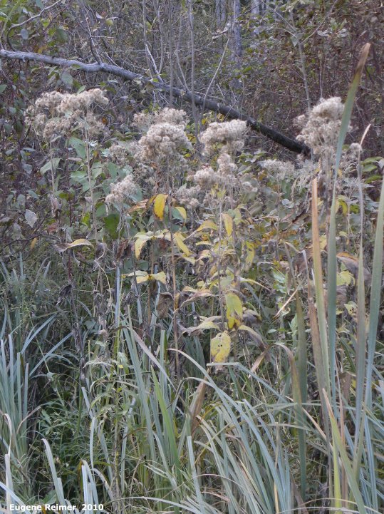 IMG 2010-Sep14 at Heatherdale Rd near Garven Rd:  Joe-Pye weed (Eupatorium purpureum)? in seed stage