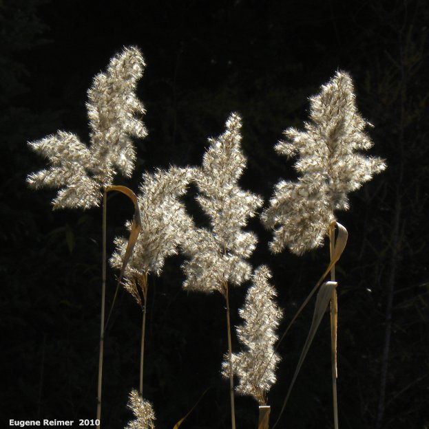 IMG 2010-Oct15 at PR308:&nbsp; Mighty phragmites (Phragmites australis) seed stage