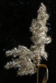 Phragmites australis: seed stage closeup