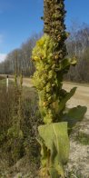 Common mullein=Verbascum thapsus: seed stage