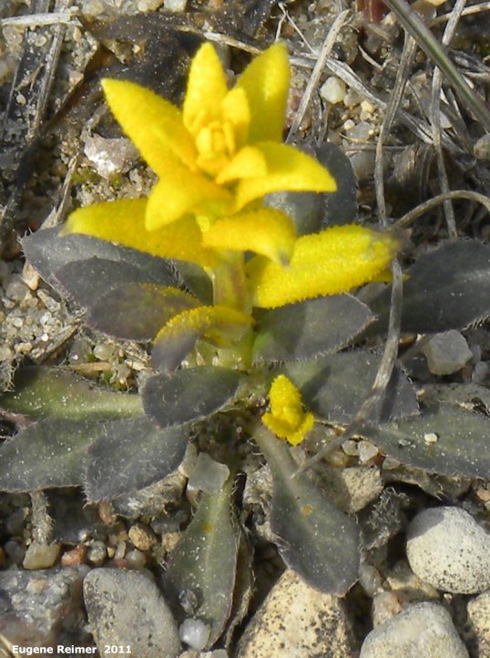 IMG 2011-Apr21 at Hadashville:  Rock cress (Arabis sp) discoloured leaves plant