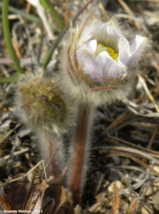 IMG 2011-Apr21 at Hadashville:&nbsp; Prairie crocus (Anemone patens) emerging and in bloom