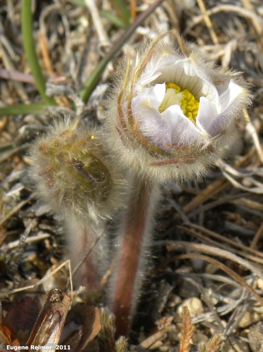 IMG 2011-Apr21 at Hadashville:&nbsp; Prairie crocus (Anemone patens) emerging and in bloom