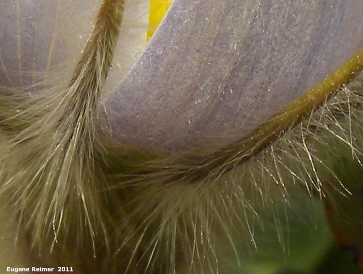 IMG 2011-Apr21 at Hadashville:  Prairie crocus (Anemone patens) flower closeup hirsuteness?
