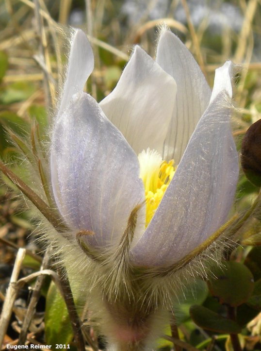 IMG 2011-Apr21 at Hadashville:&nbsp; Prairie crocus (Anemone patens) flower
