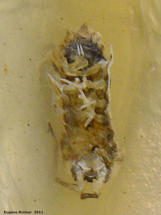 IMG 2011-Apr29 at Winnipeg:  unidentified Insect (Insecta sp) on sticky trap