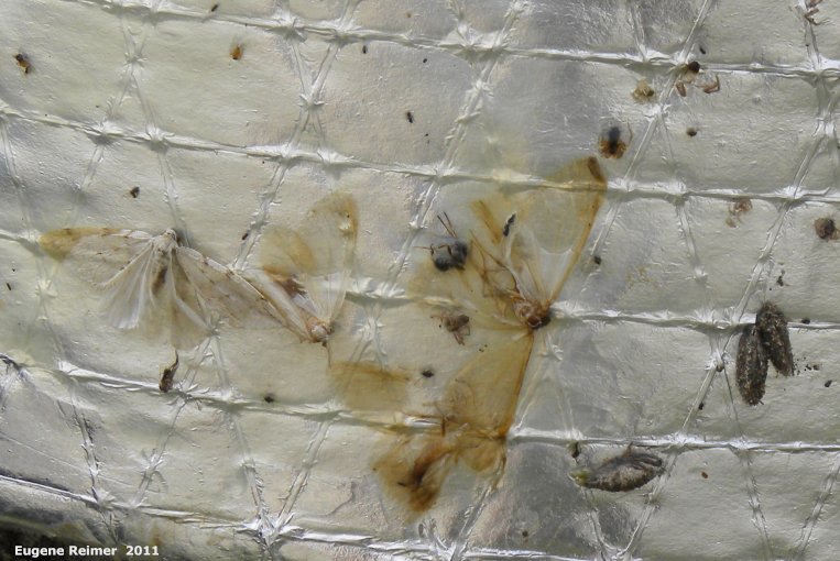 IMG 2011-Apr29 at Winnipeg:  Cankerworm moth (Paleacrita vernata) male+female on sticky trap