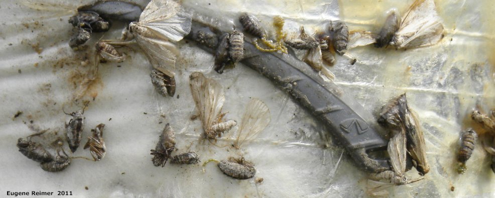 IMG 2011-Apr29 at Winnipeg:  Cankerworm moth (Paleacrita vernata) male+female