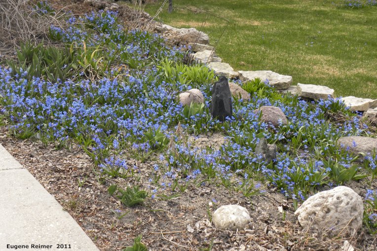 IMG 2011-Apr29 at Winnipeg:&nbsp; Siberian squill (Scilla siberica) in flowerbed alongside Kingston-Row