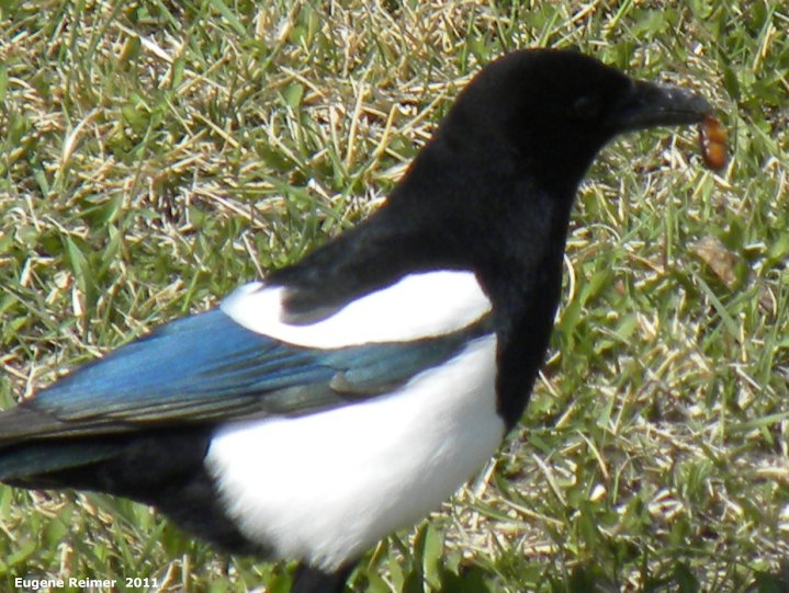 IMG 2011-Apr29 at St-Mary's Rd and SE-Winnipeg or East side of Red River:  Black-billed magpie (Pica hudsonia) eating escargot or Ramshorn snail (Planorbidae sp) without shell
