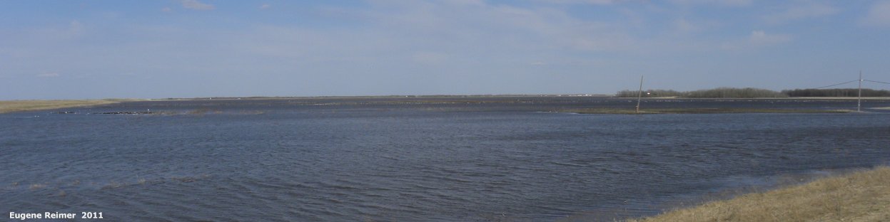 IMG 2011-Apr29 at St-Mary's Rd and SE-Winnipeg or East side of Red River:&nbsp; flooded field with Gull (Laridae sp) many wide lens