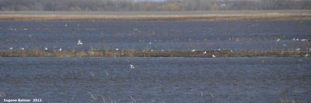 IMG 2011-Apr29 at St-Mary's Rd and SE-Winnipeg or East side of Red River:  flooded field with Gull (Laridae sp) many telephoto lens