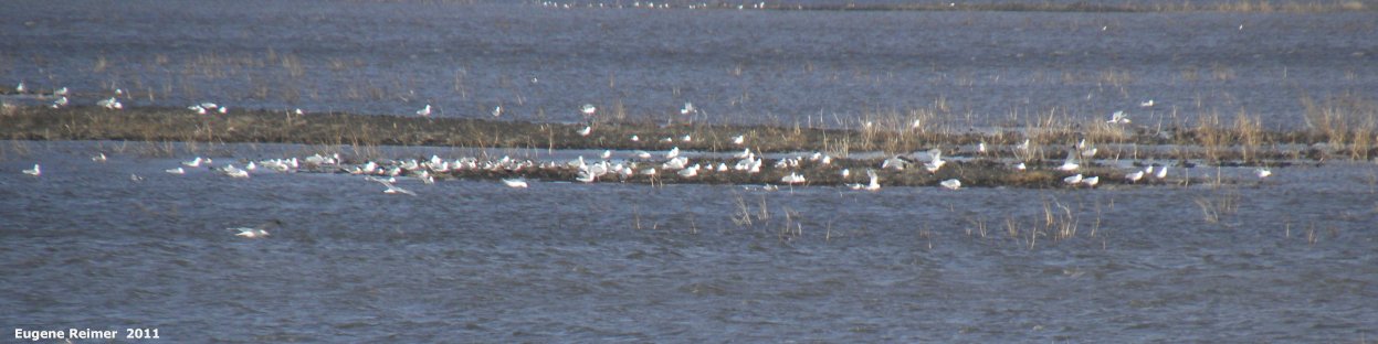 IMG 2011-Apr29 at St-Mary's Rd and SE-Winnipeg or East side of Red River:&nbsp; flooded field with Gull (Laridae sp) many telephoto lens