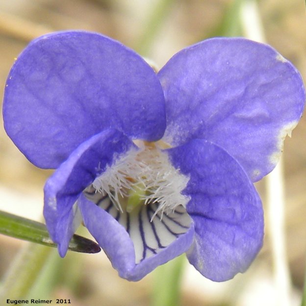 IMG 2011-May08 at Birds Hill Park:&nbsp; Early blue violet (Viola adunca)?