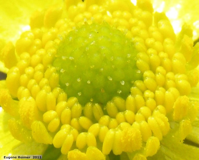 IMG 2011-May08 at Birds Hill Park:&nbsp; Early buttercup (Ranunculus fascicularis) closeup