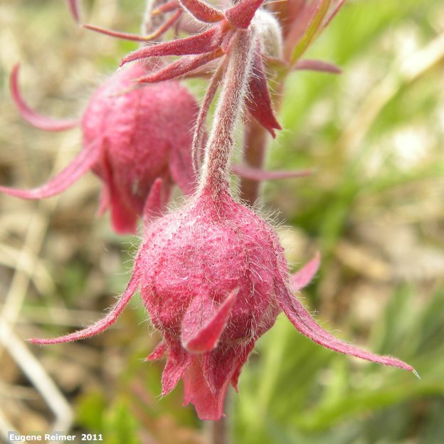 IMG 2011-May08 at Birds Hill Park:&nbsp; Three-flowered avens (Geum triflorum) flowers closer