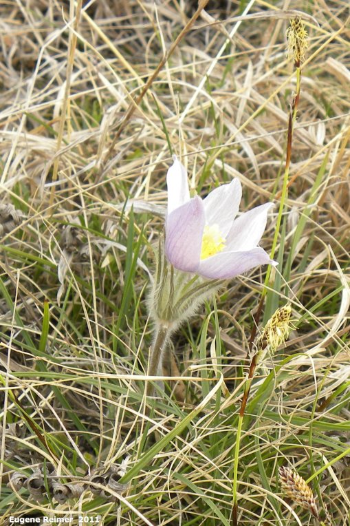 IMG 2011-May08 at Sunnyside Cemetary near Birds Hill Park:&nbsp; Prairie crocus (Anemone patens) and Sun-loving sedge (Carex pensylvanica)