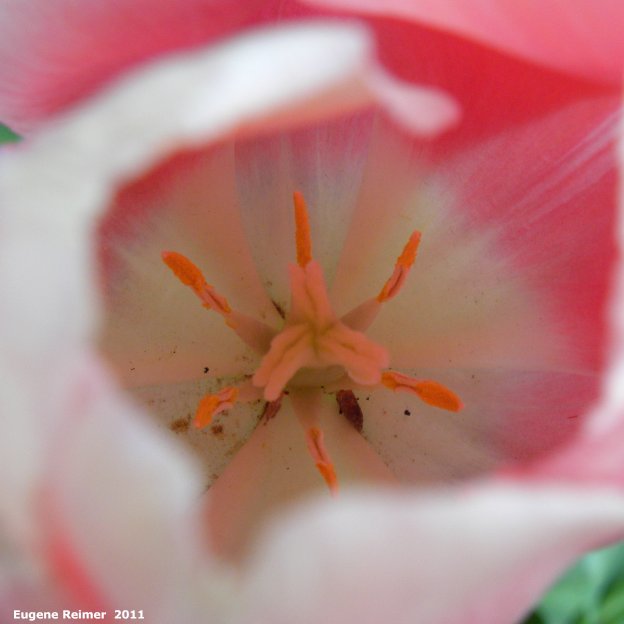 IMG 2011-Jun08 at Sunset Blvd:&nbsp; pink Tulip (Tulipa sp) closeup