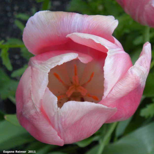 IMG 2011-Jun08 at Sunset Blvd:  pink Tulip (Tulipa sp) flower from above