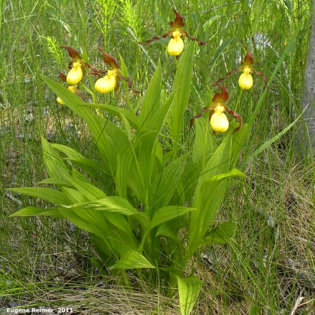 IMG 2011-Jun12 at Birds Hill Park:&nbsp; Northern-small-variety yellow ladyslipper (Cypripedium parviflorum var makasin) clump