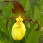 Northern-small-variety yellow ladyslipper (Cypripedium parviflorum var makasin): flower