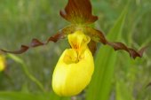 Northern-small-variety yellow ladyslipper (Cypripedium parviflorum var makasin): flower