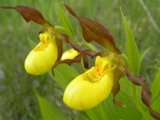 Northern-small-variety yellow ladyslipper (Cypripedium parviflorum var makasin): flowers