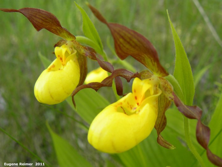 IMG 2011-Jun12 at Birds Hill Park:&nbsp; Northern-small-variety yellow ladyslipper (Cypripedium parviflorum var makasin) flowers