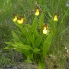 Northern-small-variety yellow ladyslipper (Cypripedium parviflorum var makasin): clump