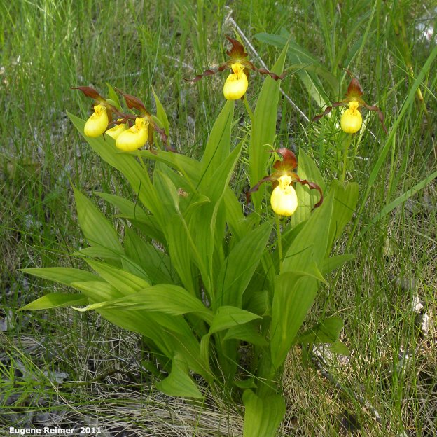IMG 2011-Jun12 at Birds Hill Park:&nbsp; Northern-small-variety yellow ladyslipper (Cypripedium parviflorum var makasin) clump