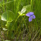 Early blue violet (Viola adunca): plant