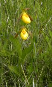 Large-variety yellow ladyslipper (Cypripedium parviflorum var pubescens): plant with flowers