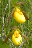 Large-variety yellow ladyslipper (Cypripedium parviflorum var pubescens): flowers