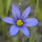 Blue-eyed grass (Sisyrinchium montanum): flower