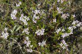 Longleaf bluet (Houstonia longifolia): clump
