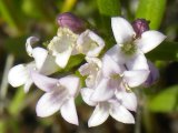 Longleaf bluet (Houstonia longifolia): flowers closer