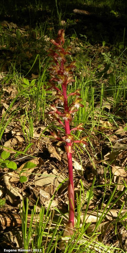 IMG 2011-Jun18 at Pumpkin-Creek ski-trails northwest of Five-Corners:&nbsp; Western-variety spotted coralroot (Corallorhiza maculata var occidentalis) red form plant