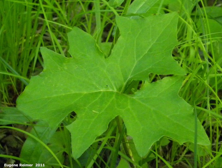 IMG 2011-Jun18 at Pumpkin-Creek ski-trails northwest of Five-Corners:&nbsp; Grape-leaved coltsfoot (Petasites frigidus var vitifolius)? or White lettuce (Prenanthes alba) leaf